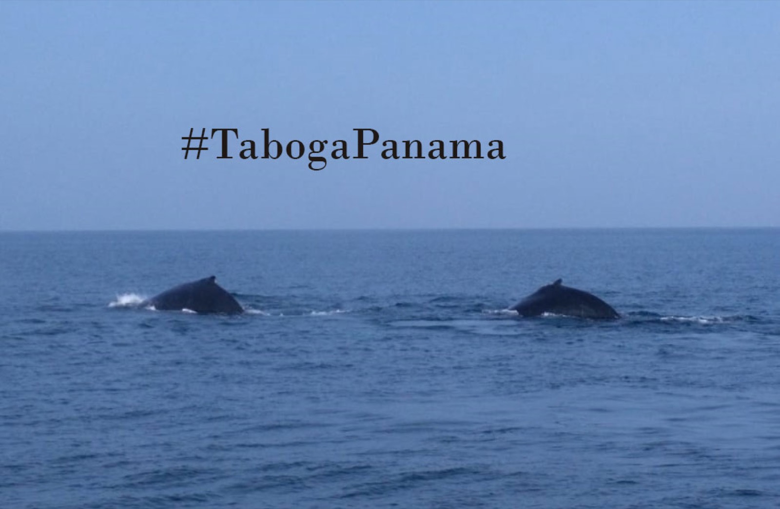 Dos ballenas jorobadas avistadas en aguas de Taboga — foto de archivo ilustrativa de la temporada de ballenas (julio a octubre)